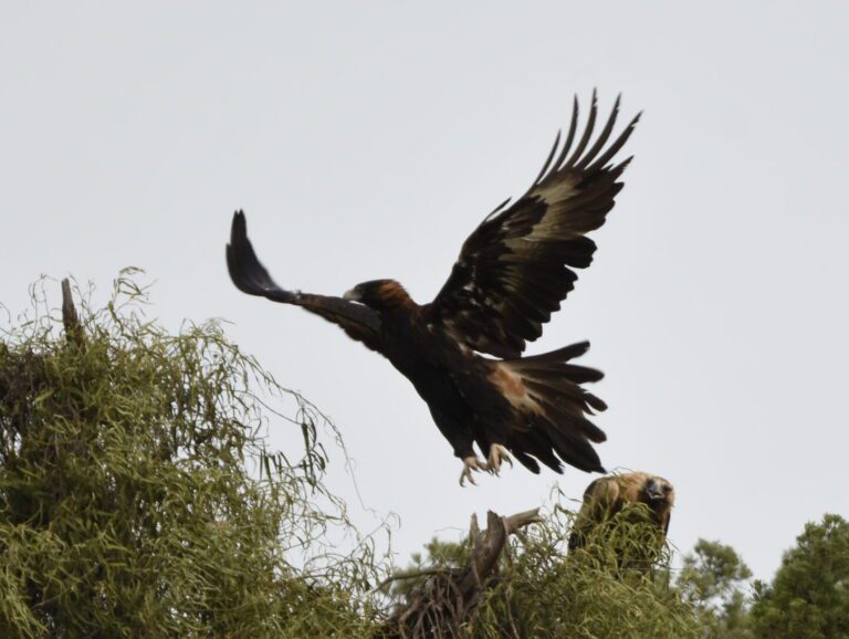 Targeted Species Surveys