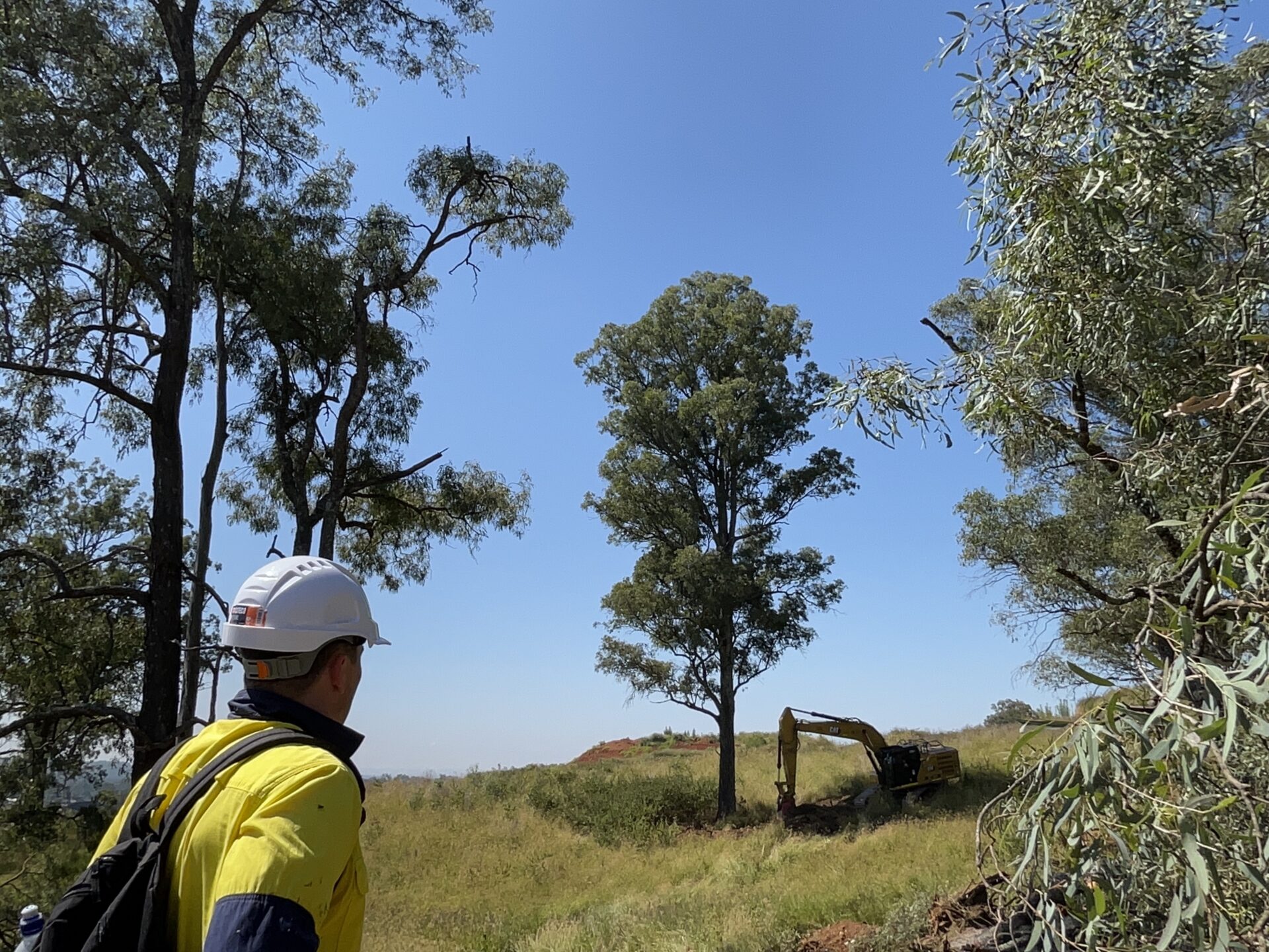 Tree Hollow Relocation and Artificial Habitat