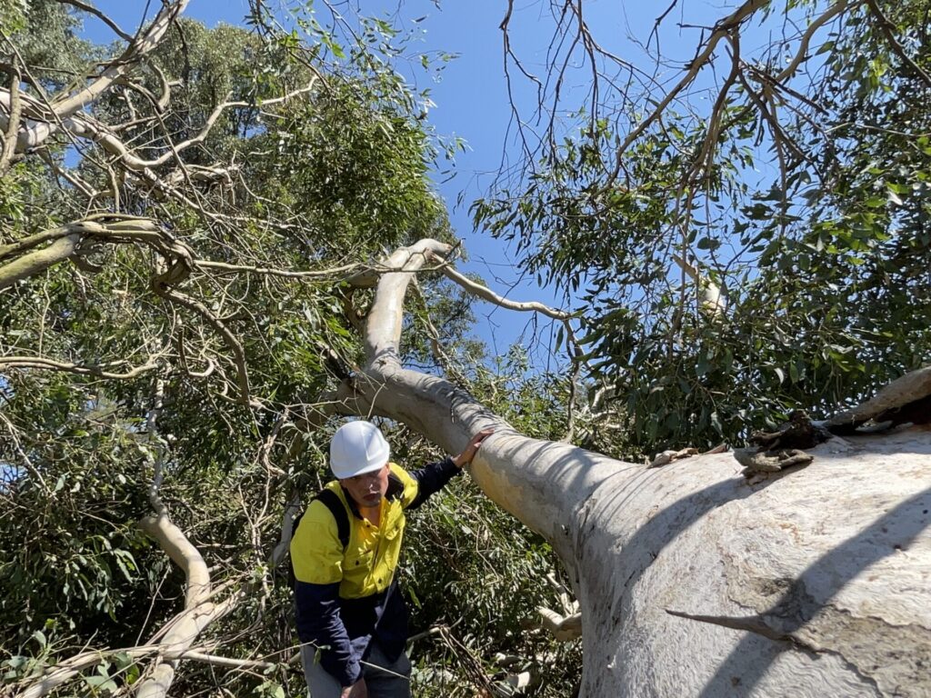 Tree Clearing Fauna Inspections