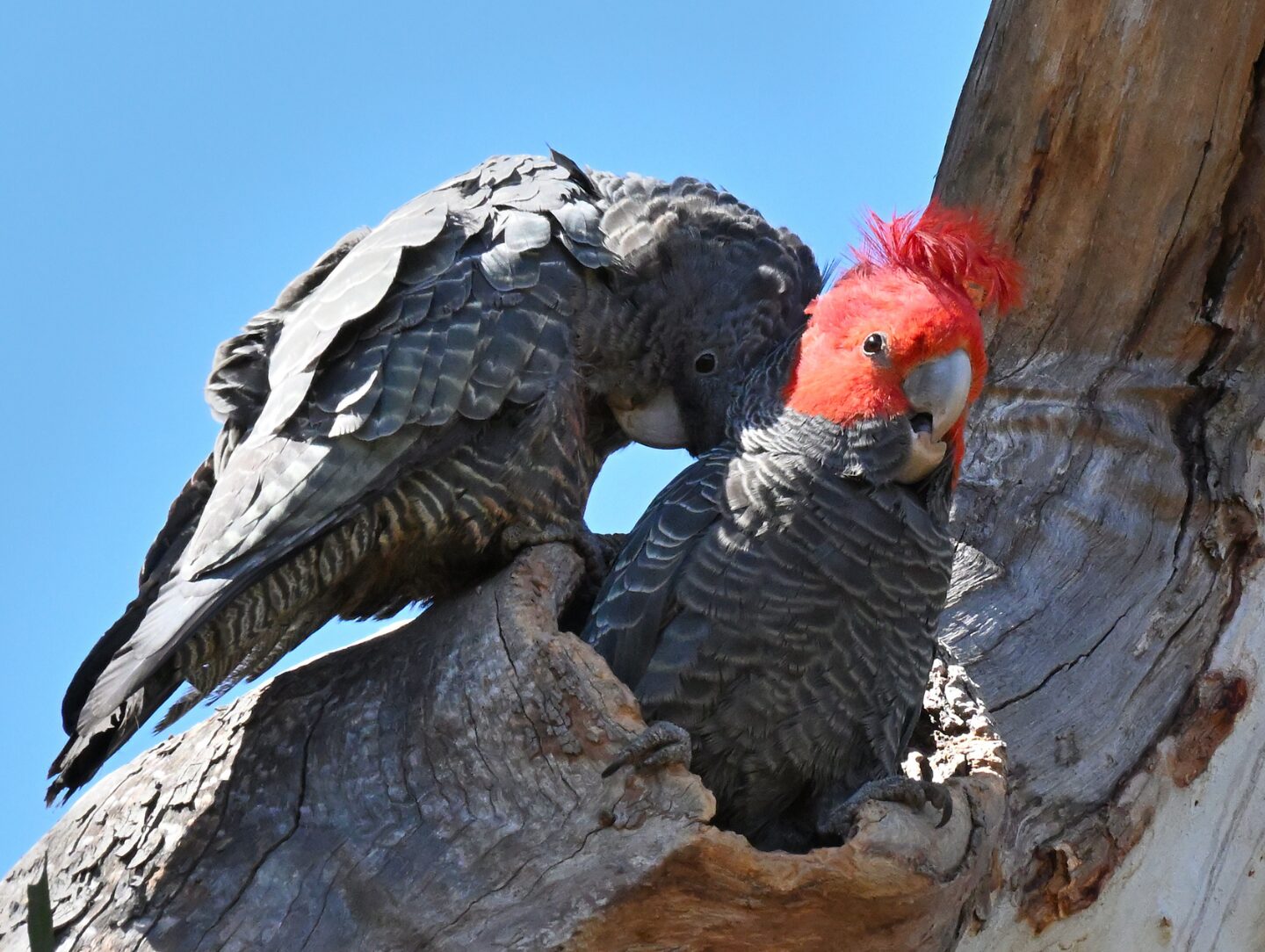 Targeted Species Surveys by Environmental Consultants in Sydney