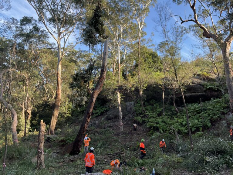 Project Arborist Services in NSW