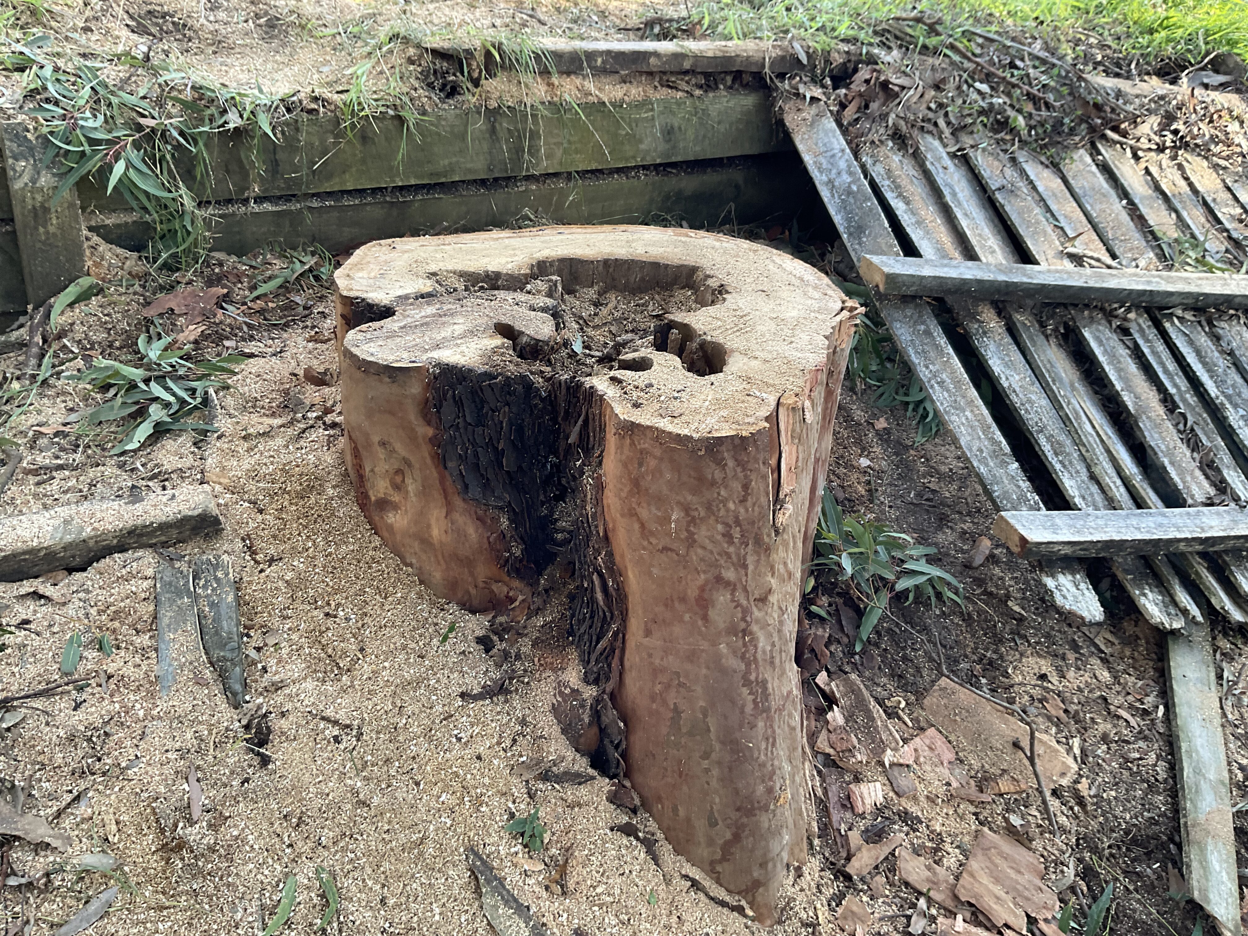 Tree Risk Assessment Services in NSW